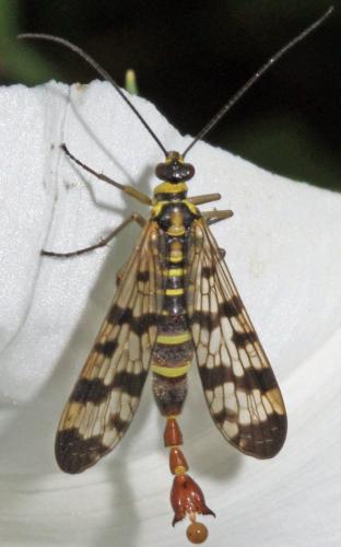 Panorpa sp.